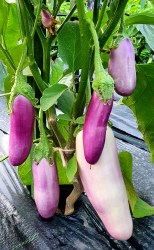 eggplant kashmiri brnjal